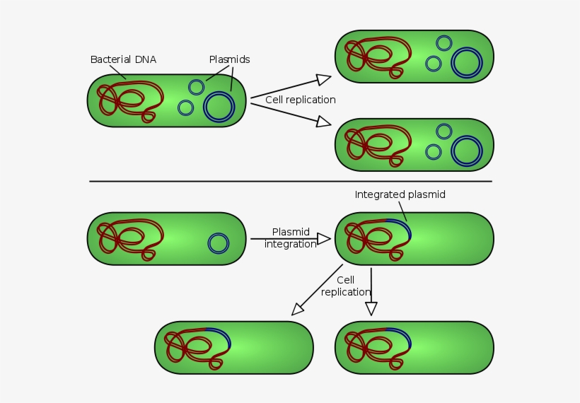 A Plasmid Is A Small Dna Molecule Within A Cell That - Bacteria Plasmid, transparent png #6322304