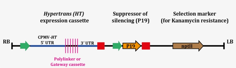 Rb And Lb Represent The Right And Left Borders Of The - Graphic Design, transparent png #6322810