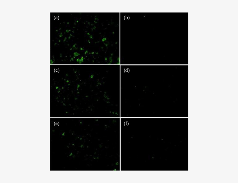 Fluorescence Occurring In Three H6 Ha Expressing Dna - Parallel, transparent png #6322946