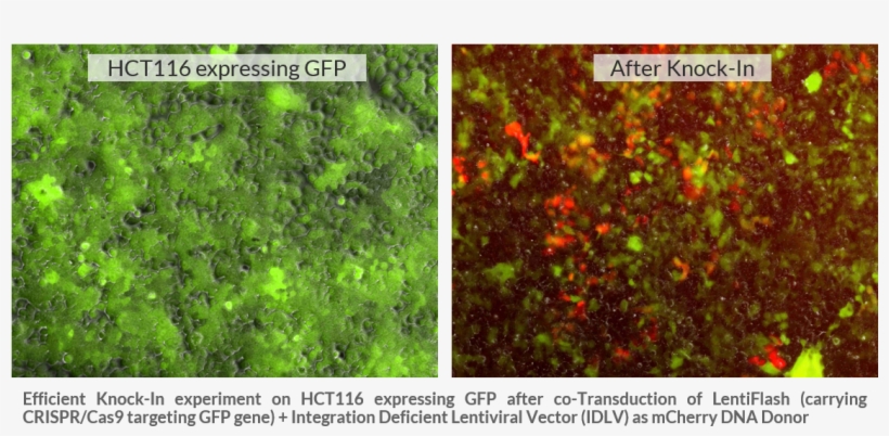 Ki With Lentiflash V5 - Gene Knockin, transparent png #6323218