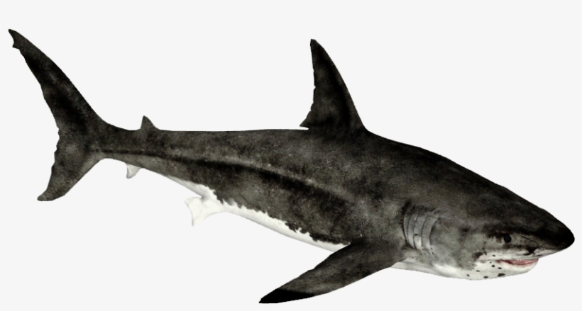 Megalodon - Zt2 Download Library Rhino, transparent png #6325498