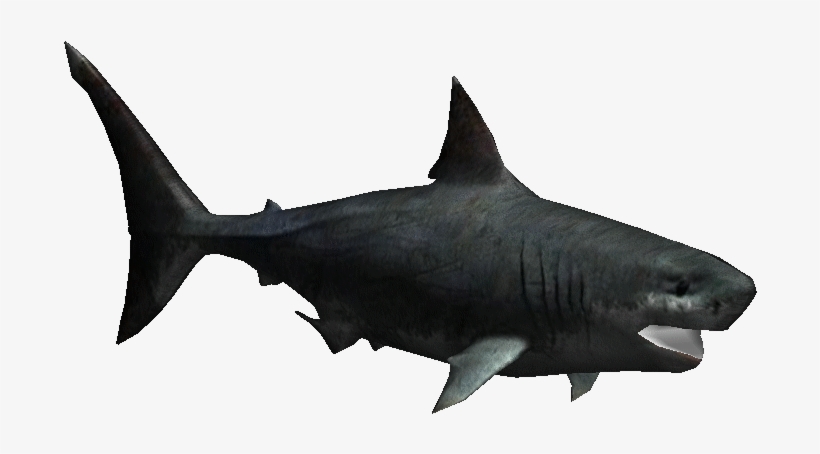 Megalodonroy - Zoo Tycoon 2 Megalodon, transparent png #6325580