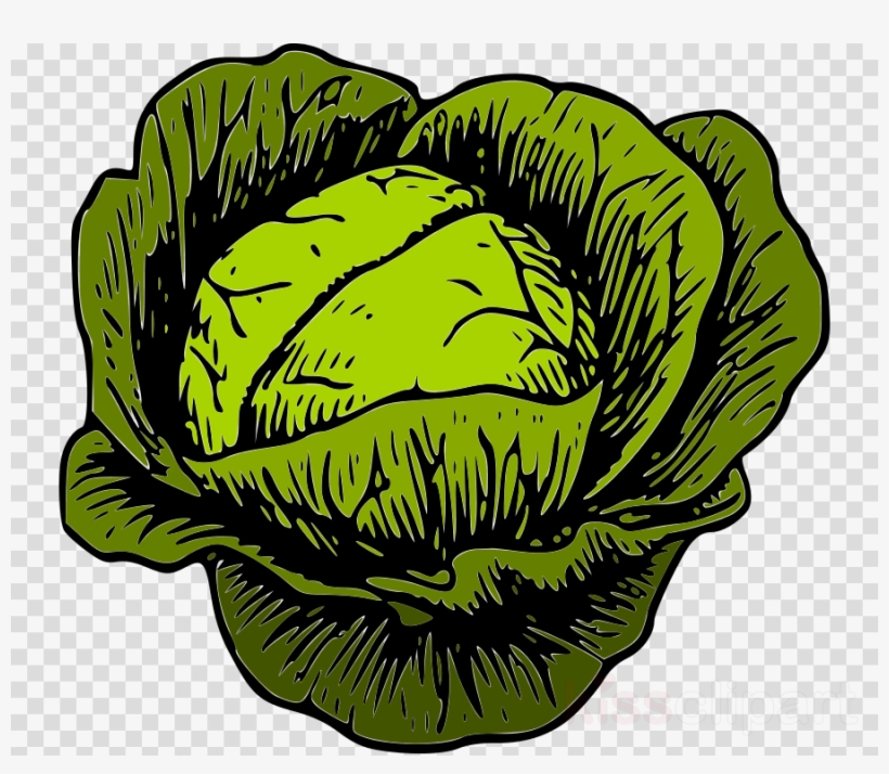 Clip Art Cabbage Clipart Malfouf Salad Cabbage Clip - Kraut Rock, transparent png #6326338