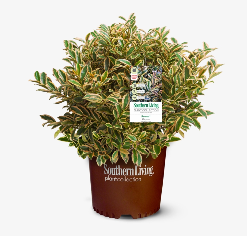 Romeo's Foliage Is Gorgeously Variegated And Features - Cleyera, transparent png #6328727