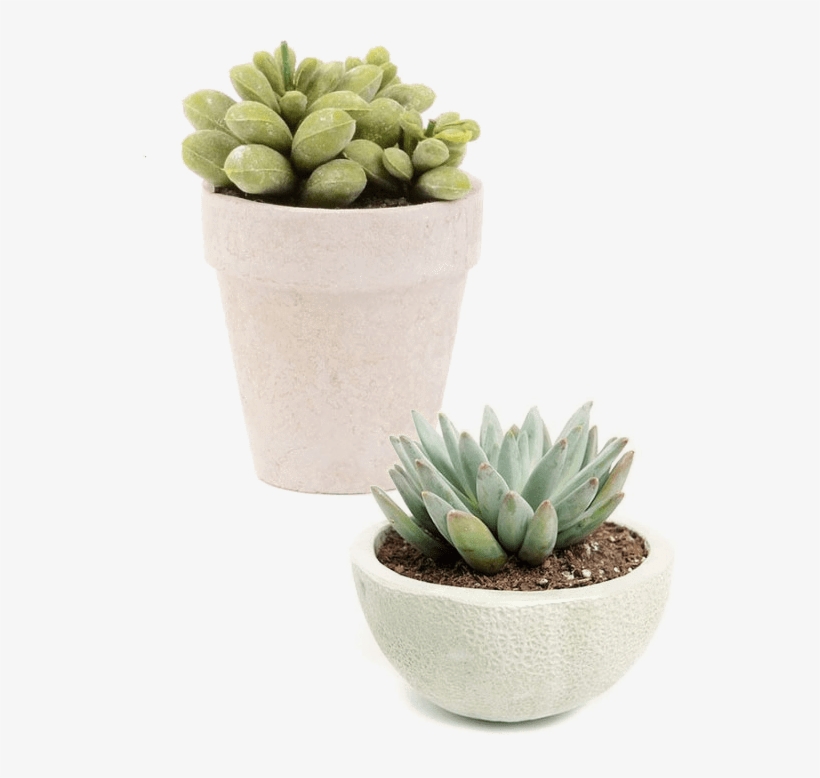 Excellent Services - Succulent Plant, transparent png #6328912