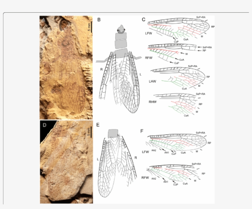 Pteroliriope Sinitshenkovae Tax, transparent png #6329016