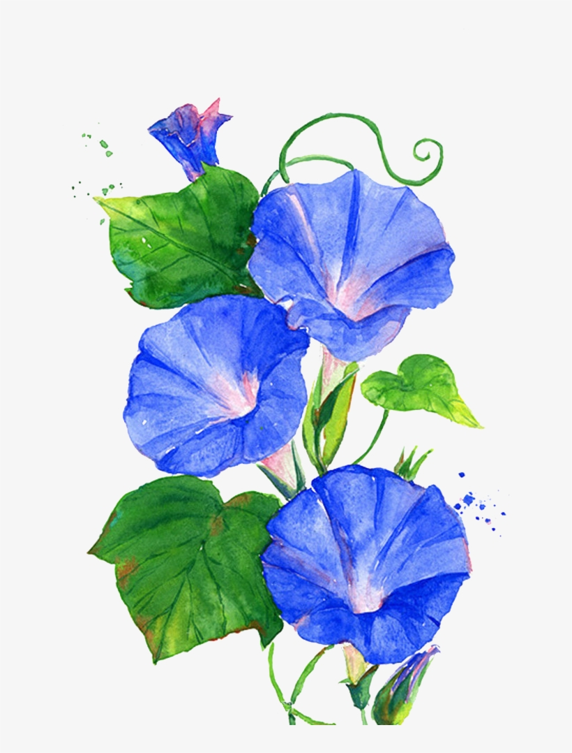 Trumpet Vine Png - Morning Glory Flower Painting, transparent png #6334700