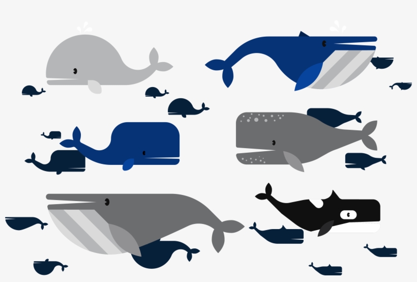 Ballena Vector, transparent png #6335851