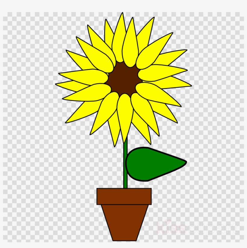 sketsa bunga  Sketsa Gambar Bunga  Matahari Dalam Pot
