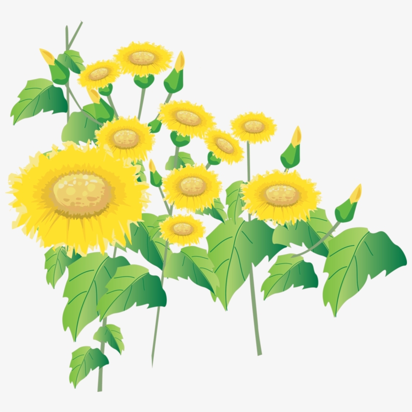 Sunflower Drawing Png - Sunflower, transparent png #6340036