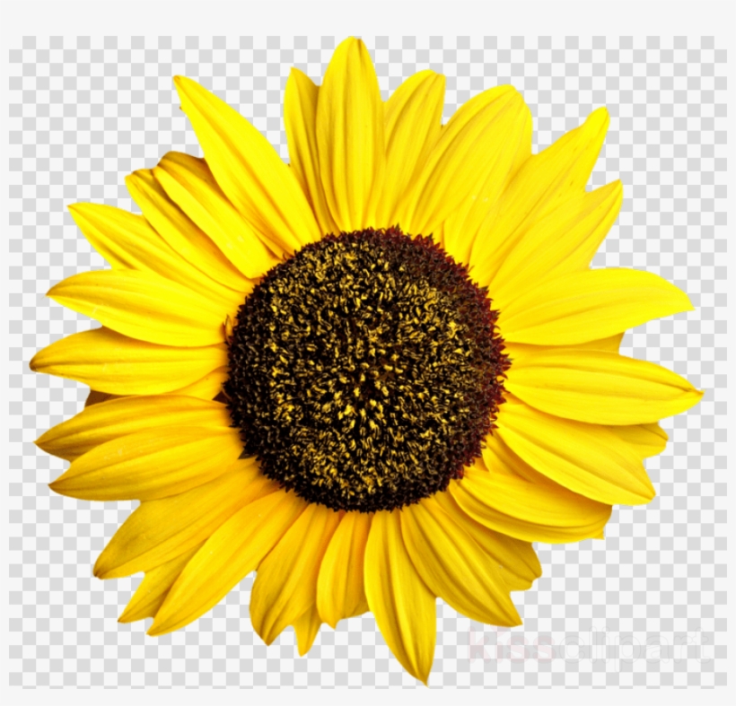 Sunflower Transparent Clipart Common Sunflower - Sun Flower, transparent png #6340459