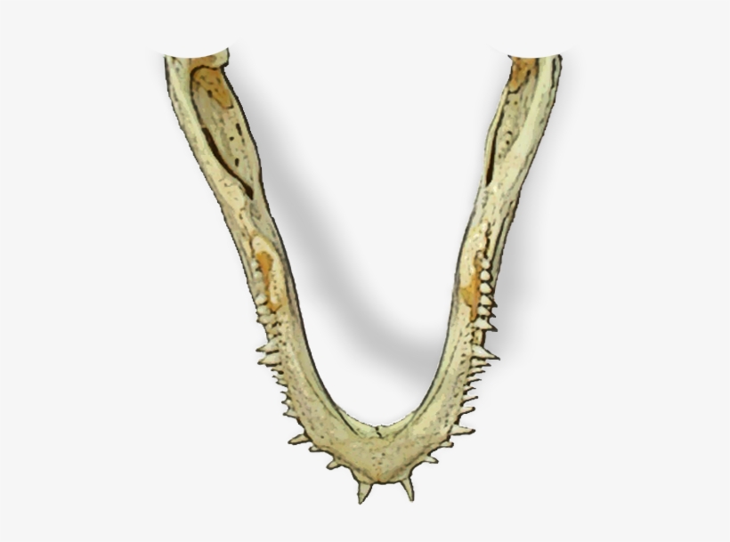 212k Dragonjaw Pass - Illustration, transparent png #6340866