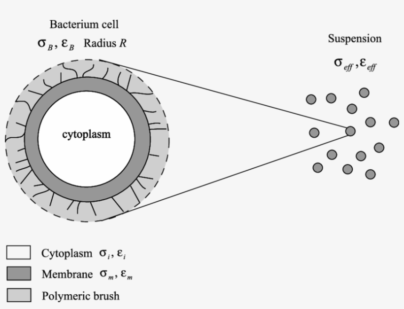 Sketch Of The Geometry Of The Bacteria Used To Build - Cytoplasm Sketch, transparent png #6345268