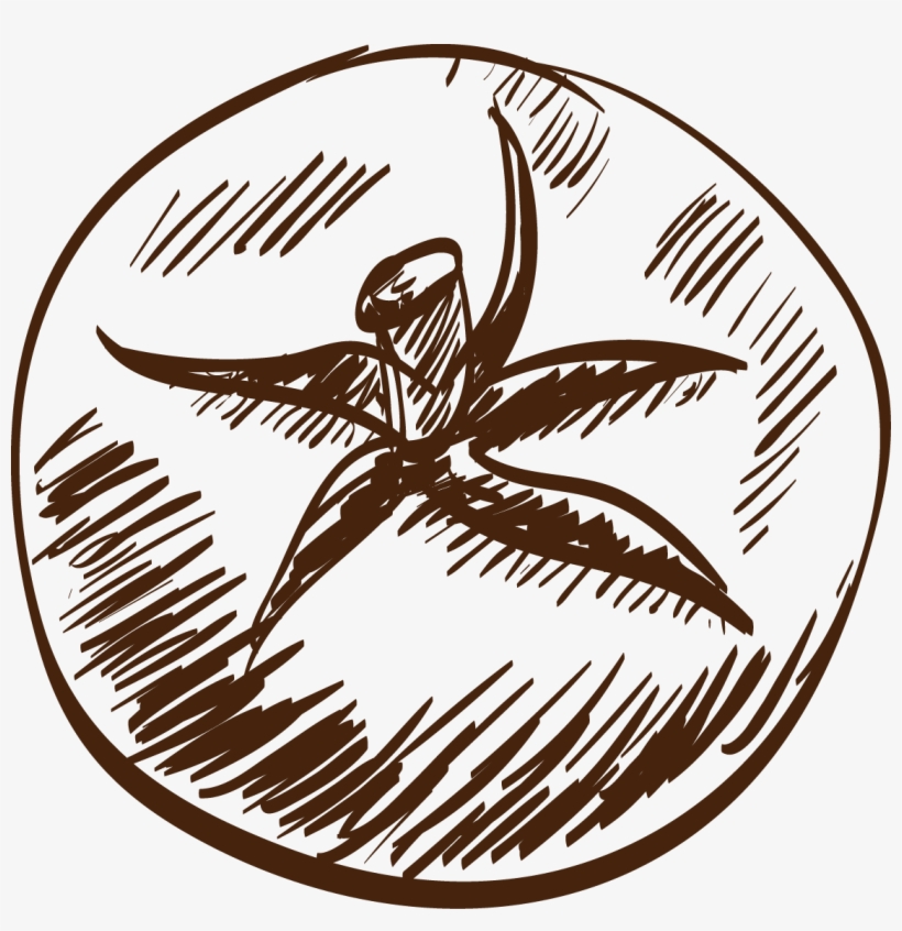 Drawing Salad Clip Art Tomatoes Transprent - Drawing, transparent png #6345470