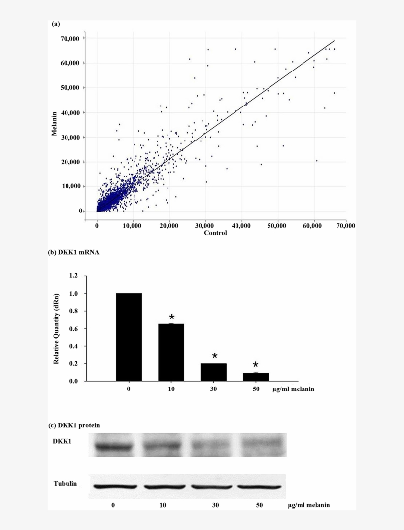 Microarray Analysis Revealed The Inhibition Of Dkk1, transparent png #6345773