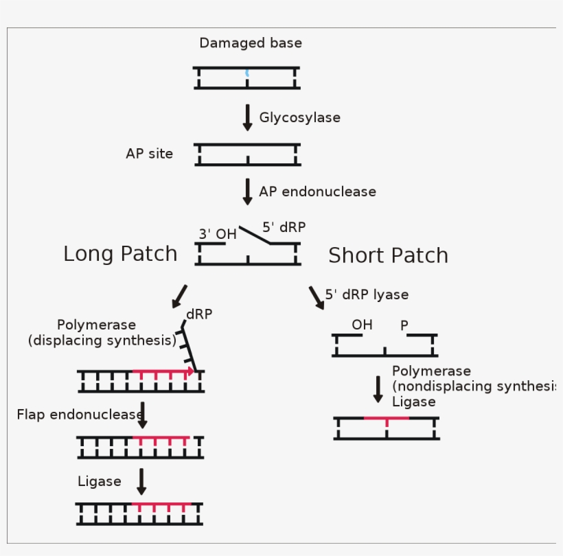 Base Excision Repair Pathway, transparent png #6345832