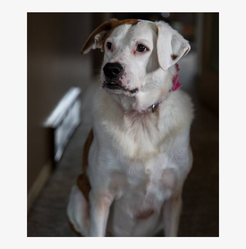 Blanka - Dog Catches Something, transparent png #6347997