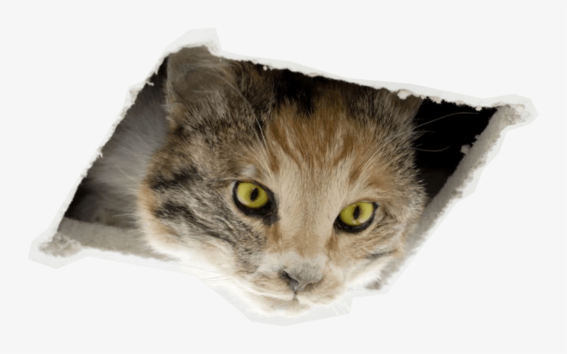 Oh No, Ceiling Cat Ate This Page - San Francisco Museum Of Modern Art, transparent png #6348041