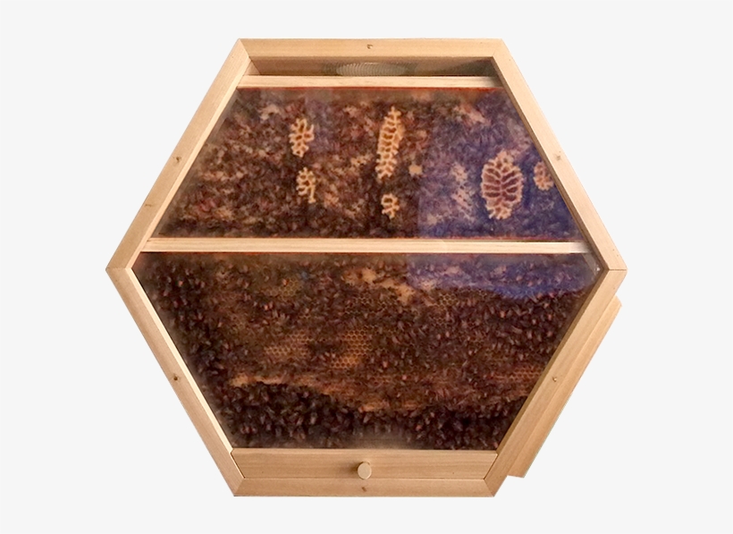 Beecosystem New Hive Shop 1, transparent png #6349274