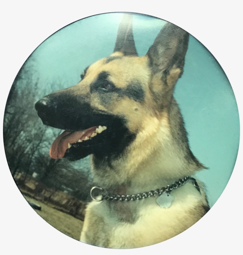 Image Not Available - East-european Shepherd, transparent png #6350143