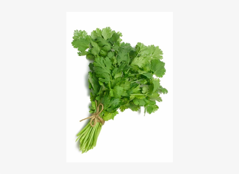 Coriander/ Cilantro / Dhania - Coriander (cilantro) Slo-bolting Herb Seed, transparent png #6350831