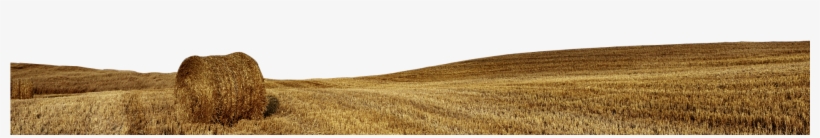 Golden Wheat Fields - Varnish, transparent png #6351706