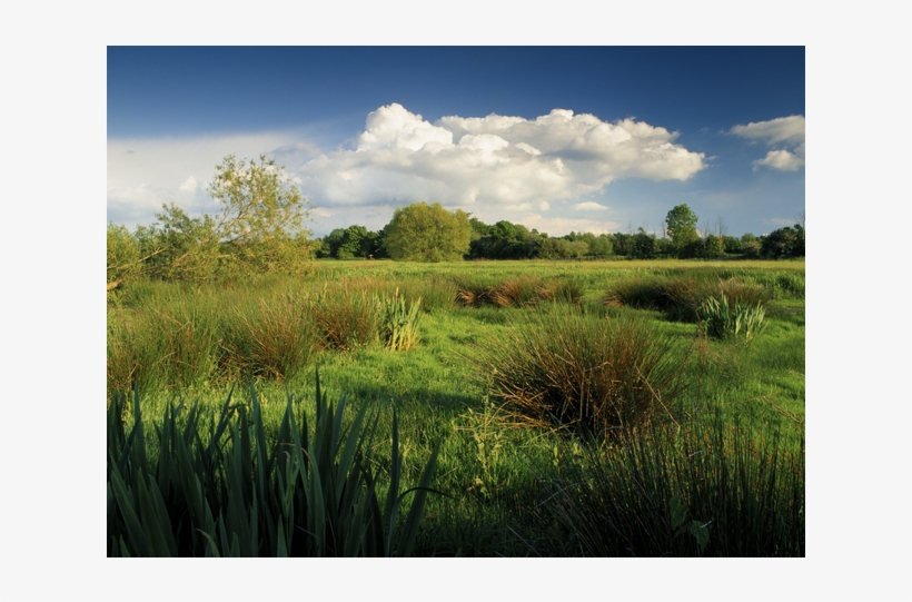 National Trust - Runnymede, transparent png #6352101