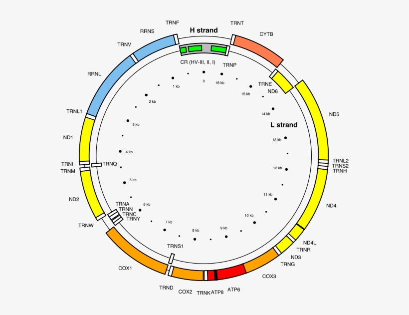 The Circular 16,569 Bp Human Mitochondrial Genome Encoding - Human Mitochondrial Genome, transparent png #6353387