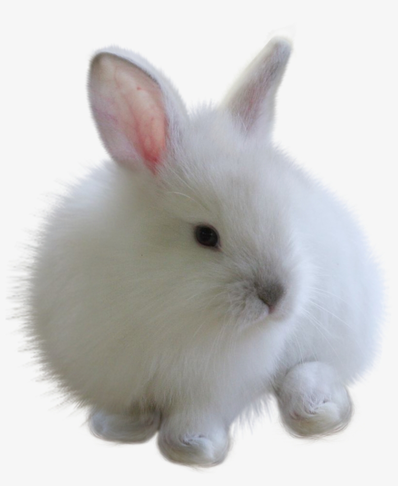 Fuzzy Bunny White Rabbitfreetoedit - White Bunny Png, transparent png #6353767