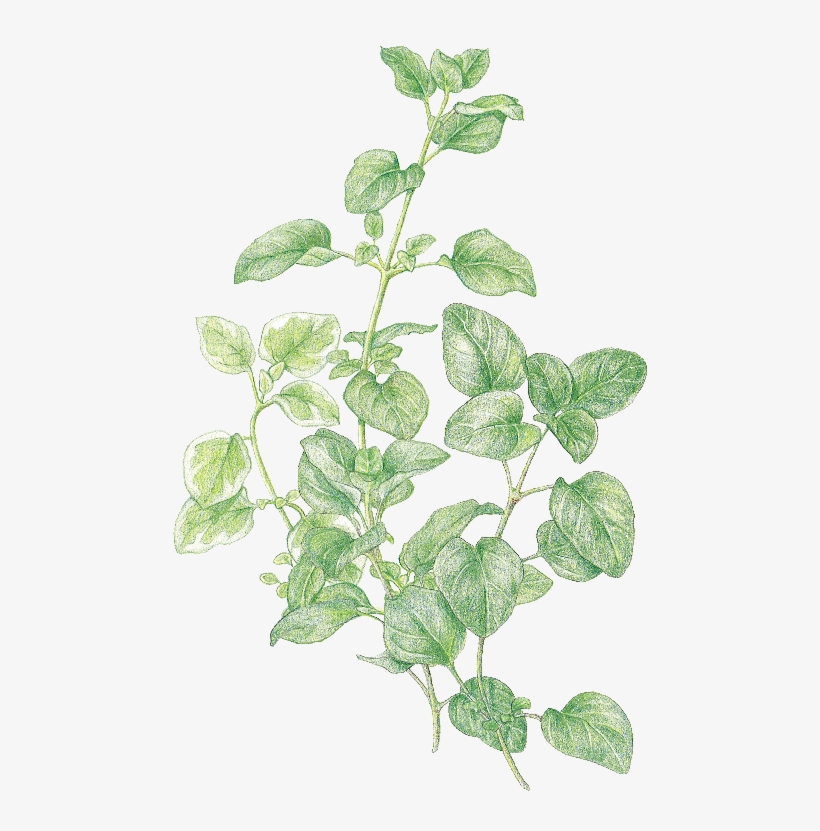 Marjorum Oregano - Herb, transparent png #6354041