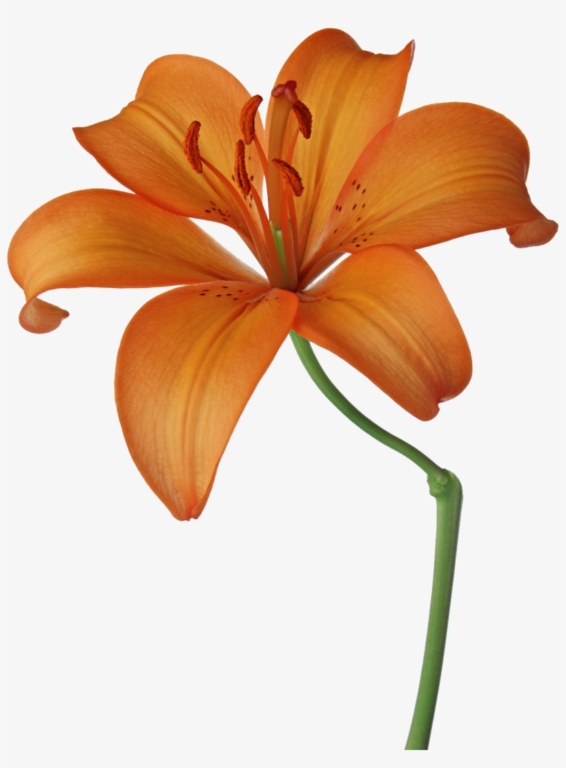 Lillies Drawing Orange Lily - Orange Flowers Drawing, transparent png #6357683