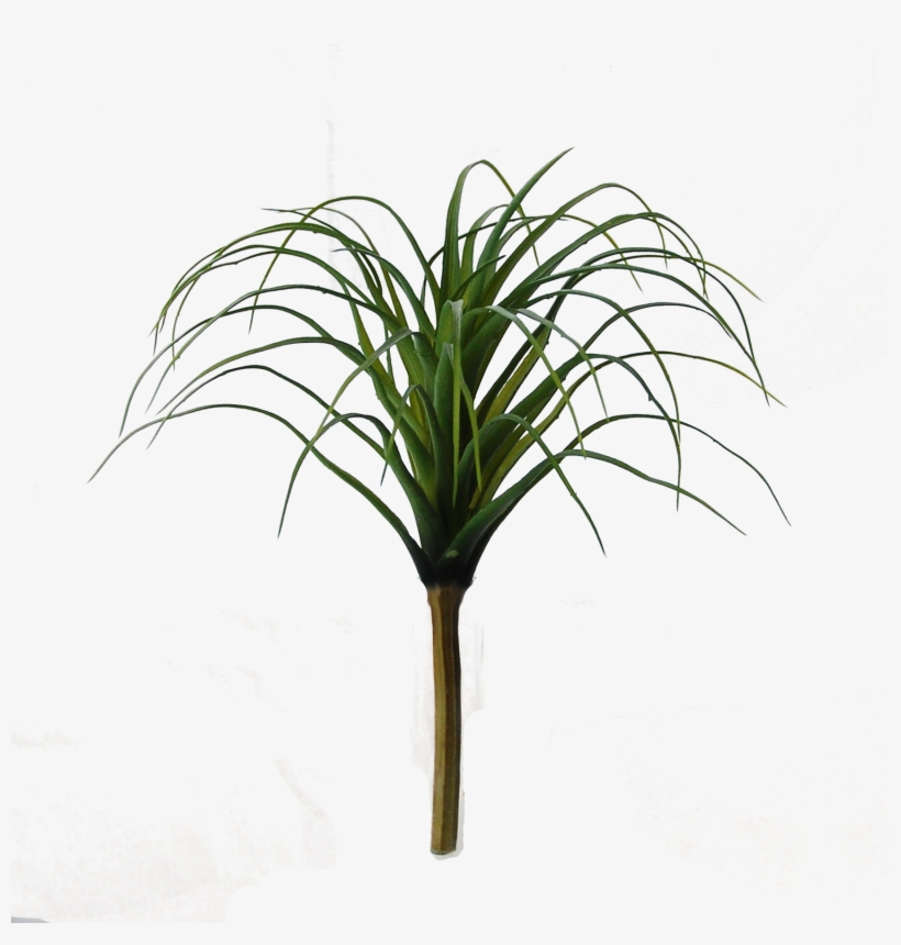 Flowerdutchess Tillandsia Green Green 25cm, transparent png #6357978