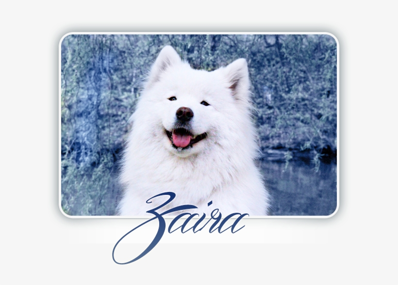 Samoyed Crystal Heart Carpathian White Smile - Dog Yawns, transparent png #6359265