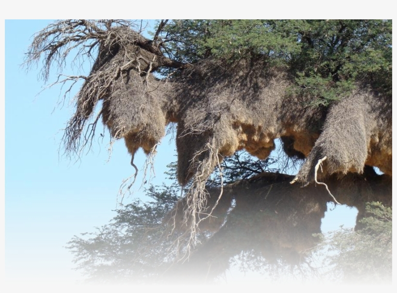 Source - Http - //www - Wilkinsonsworld - Com/tag/biggest, transparent png #6360025