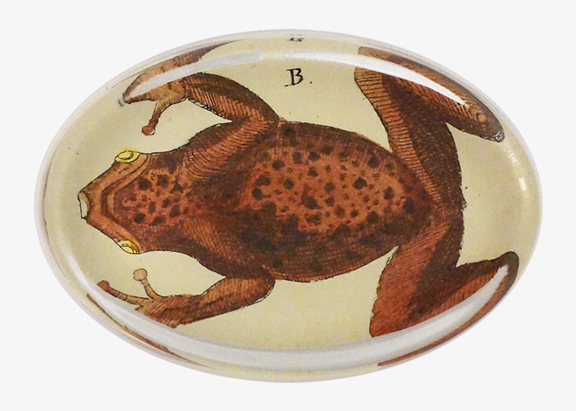 Frog, transparent png #6362862