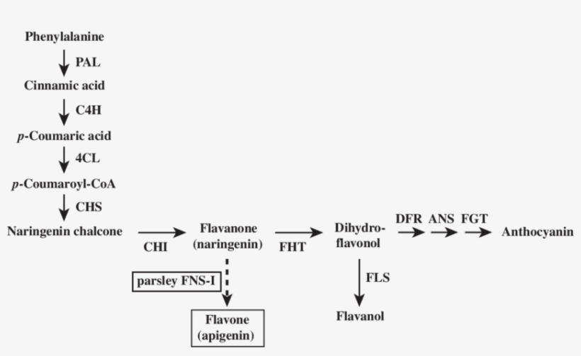 Flavonoid Biosynthetic Pathways In Arabidopsis Thaliana - Diagram, transparent png #6363542