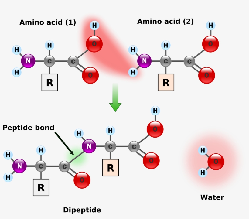 This Free Icons Png Design Of Peptide Bond Formation, transparent png #6370183