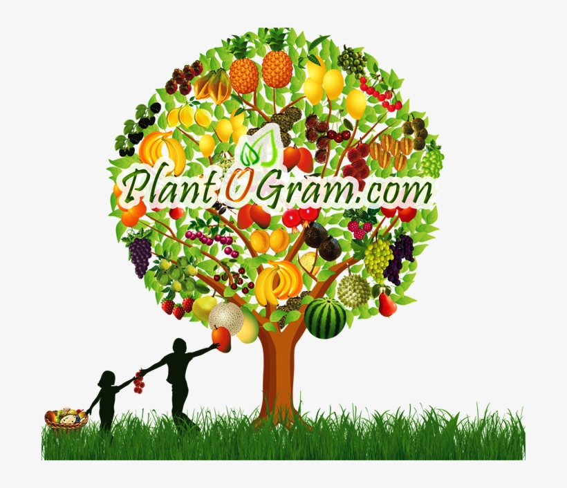 Carambola/star Fruit Tree - Plant O Gram, transparent png #6374589