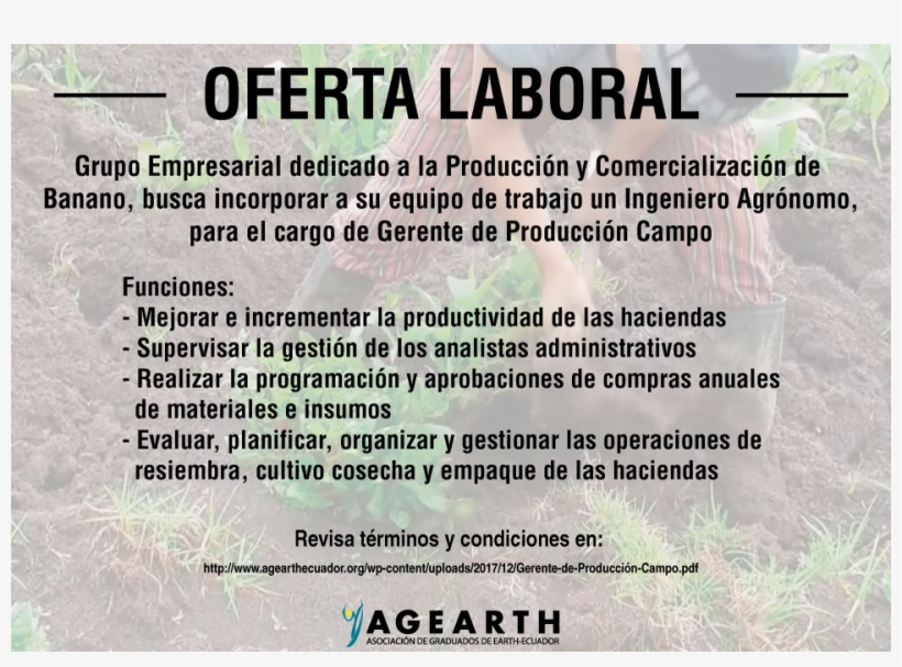 La Producción Y Comercialización De Banano, Busca Incorporar - Production, transparent png #6379029