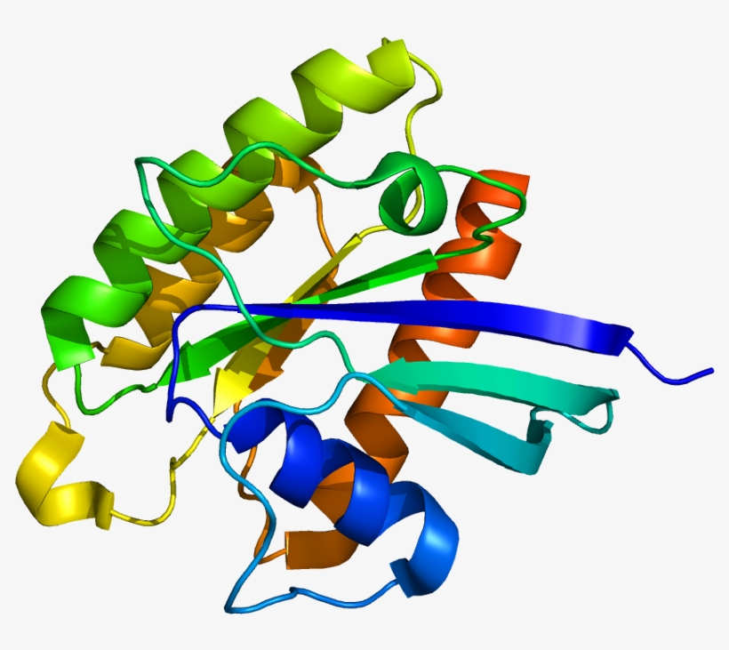 Tuberin Hamartin Complex, transparent png #6381955