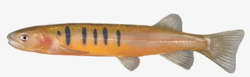 Using Edna To Detect This Species - Bony-fish, transparent png #6382320