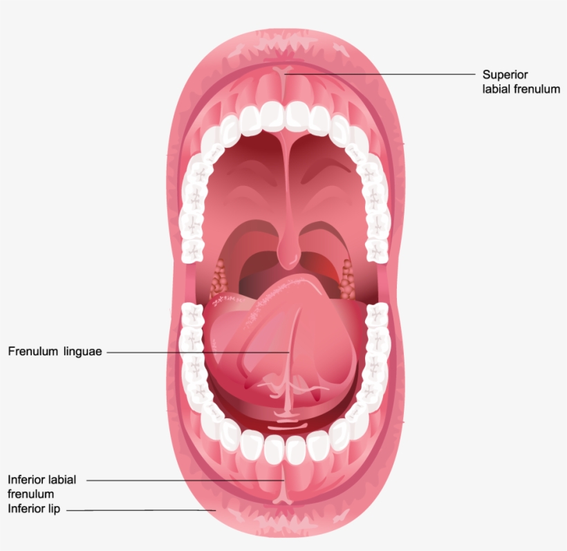 Illustration Of Frenulum In The Mouth - Dental Anatomy (speedy Study Guide), transparent png #6382766
