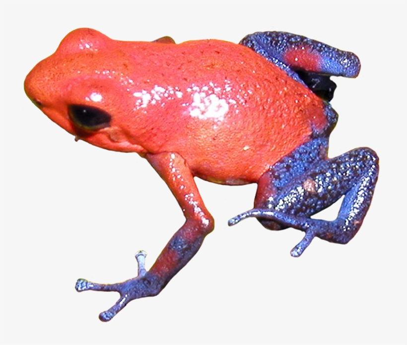 Poison Dart Frog Clipart Transparent Background - Strawberry Poison Dart Frog Png, transparent png #6384049