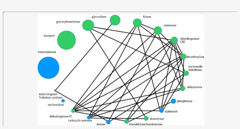 The Size Of A Bubble Corresponds To The Relative Class - Diagram, transparent png #6385397