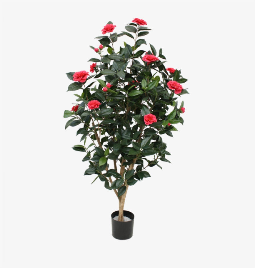 Go To Image - Camellia, transparent png #6385562