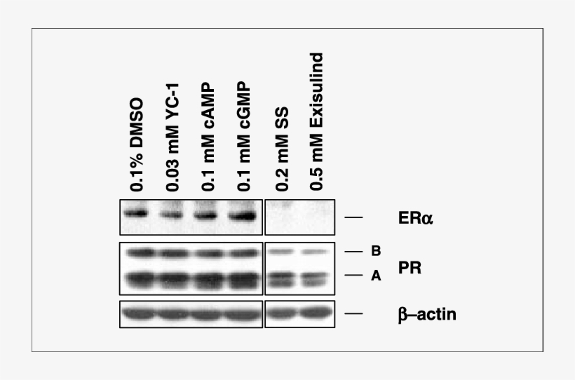 Pkg Activators Do Not Inhibit Expression Of Era, Pr - Number, transparent png #6388111