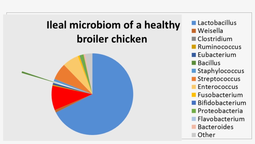 When Introducing It As A Feed Additive, This Balance - Health And Wellness, transparent png #6391561