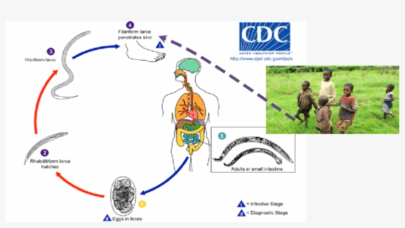 Life Cycle Of Intestinal Parasites - Life Cycle Of Filaria, transparent png #6392321