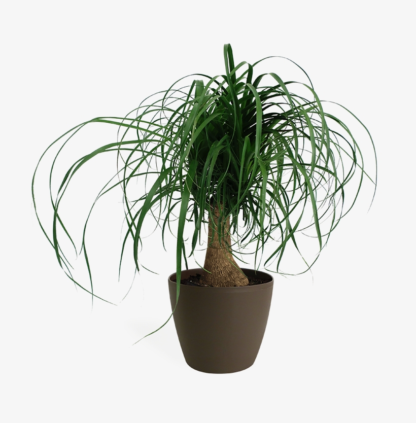 Ponytail Palm - Ponytail Palm In White Pot, transparent png #6393536