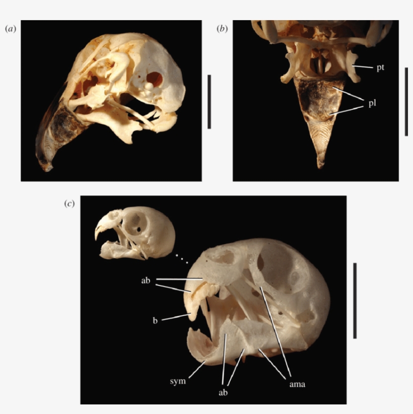 Beak Morphology In Psittaciform Birds - Parrot, transparent png #6396538